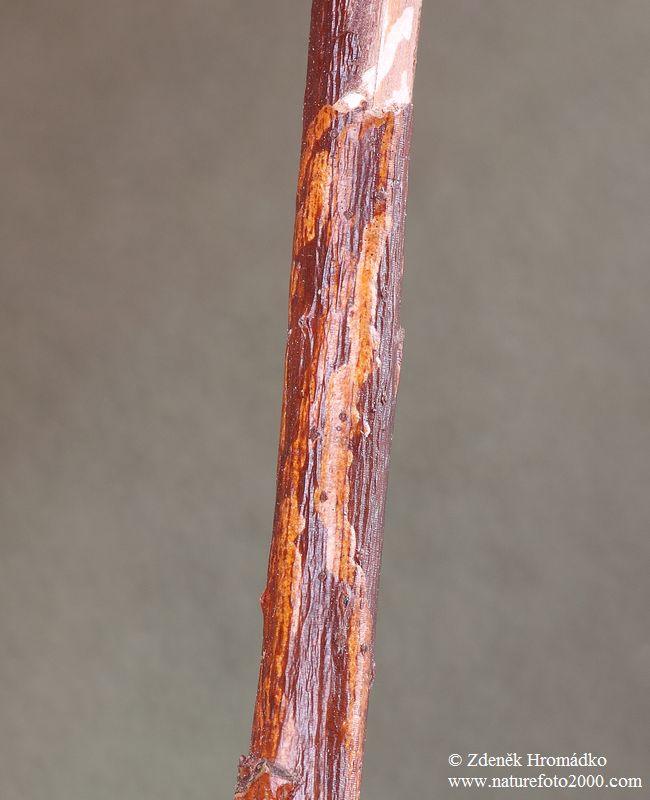 tesařík, Gracilia minuta (Fabricius, 1781), Cerambycidae (Brouci, Coleoptera)